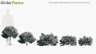 picea pungens glauca globosa — download