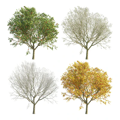 Apple Tree 4 Seasons — Ver 1