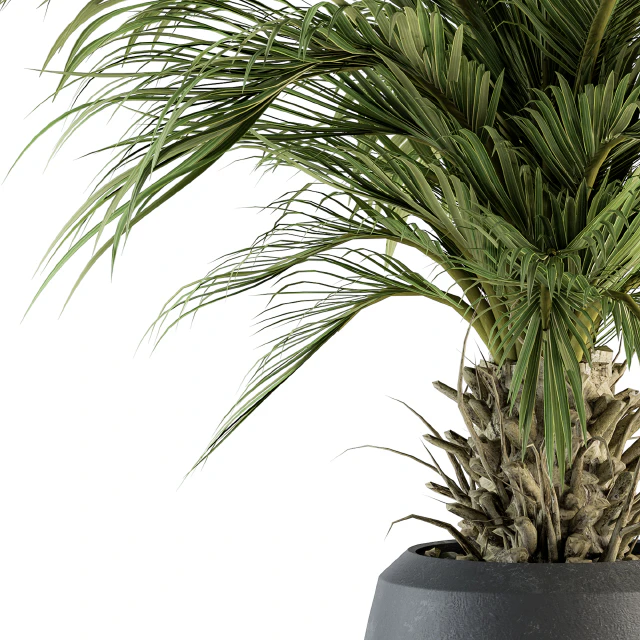 indoor Plant Set 133 - Palm Plant in Pot — Скачать