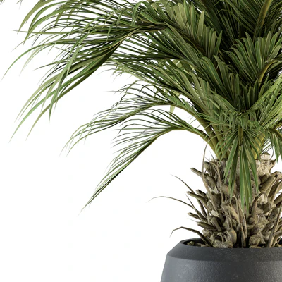 indoor Plant Set 133 - Palm Plant in Pot — Вид 2
