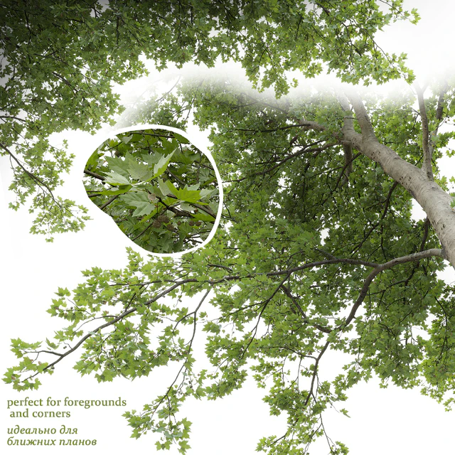 Платан / Sycamore / Platanus #20 — Скачать