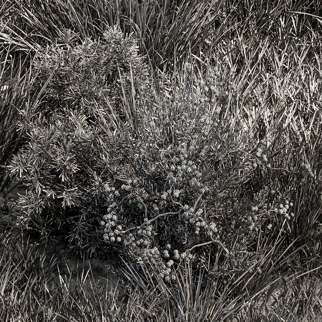 Nature Meadow - Grass Set 17 — Descargar