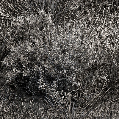 Nature Meadow - Grass Set 17 — Ver 2