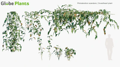 philodendron scandens — download