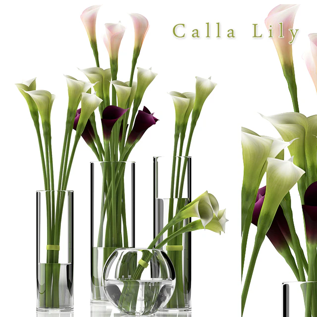 CALLA LILY 2 — Descargar
