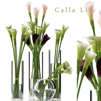 CALLA LILY 2 — Descargar