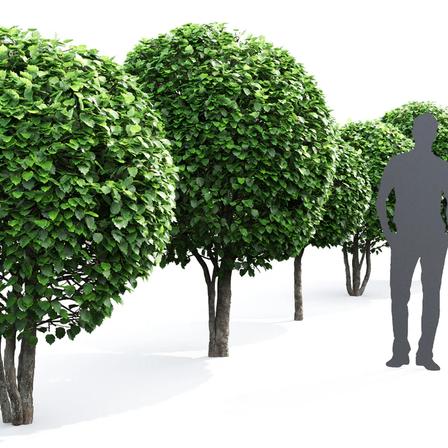 Crataegus globe # 1 — Descargar