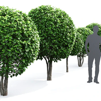 Crataegus globe # 1 — Ver 2