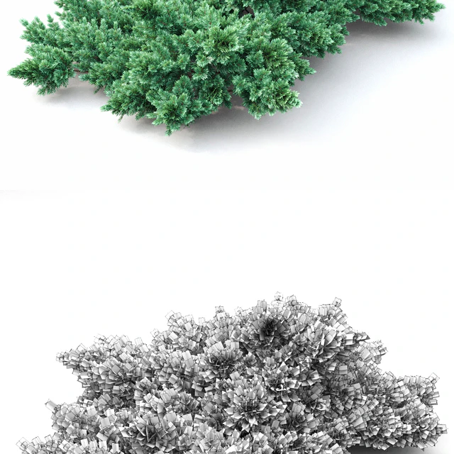 Juniper squamata # 1 — Descargar