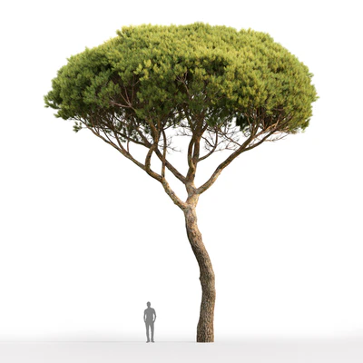 Pine — Вид 2