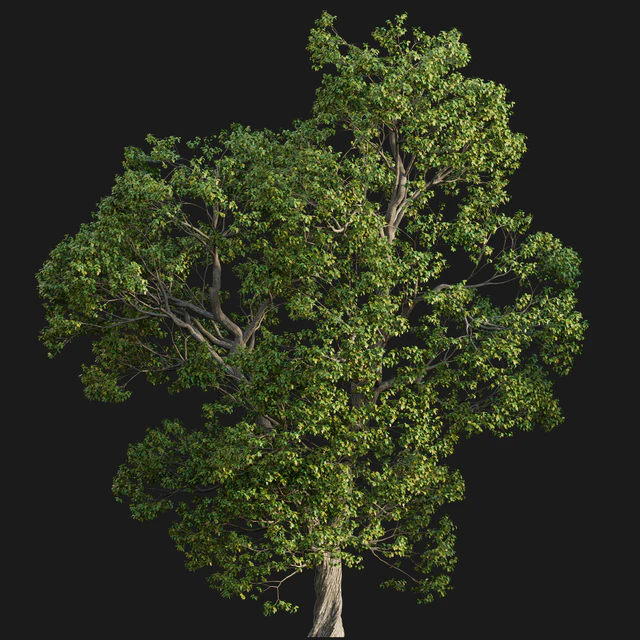 Cinnamomum camphora 02 — Descargar