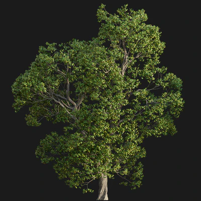 Cinnamomum camphora 02 — Ver 2