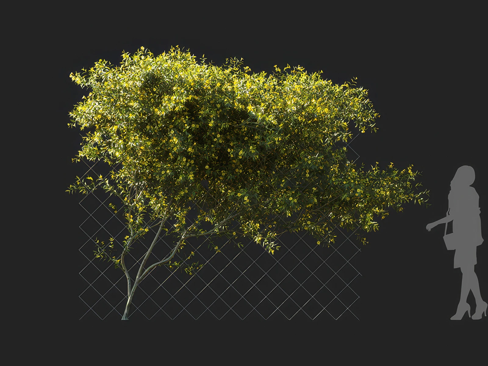 gelsemium sempervirens 002 — Скачать