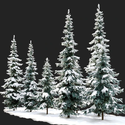 Abies pindrow-winter-02 — Ver 2
