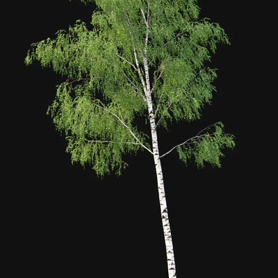 Birch forest part 7 (23.8-24.8m) — Ver 2
