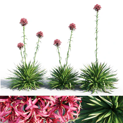 Gymea Lily / Doryanthes excelsa — Вид 1