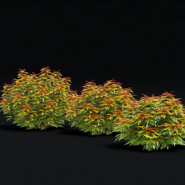 Рябинник рябинолистный кусты | Sorbaria sorbifolia v3 — Скачать