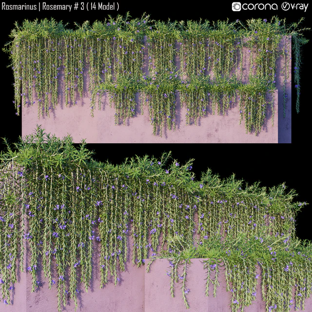Rosmarinus | Rosemary # 3 (14 Model) — Descargar
