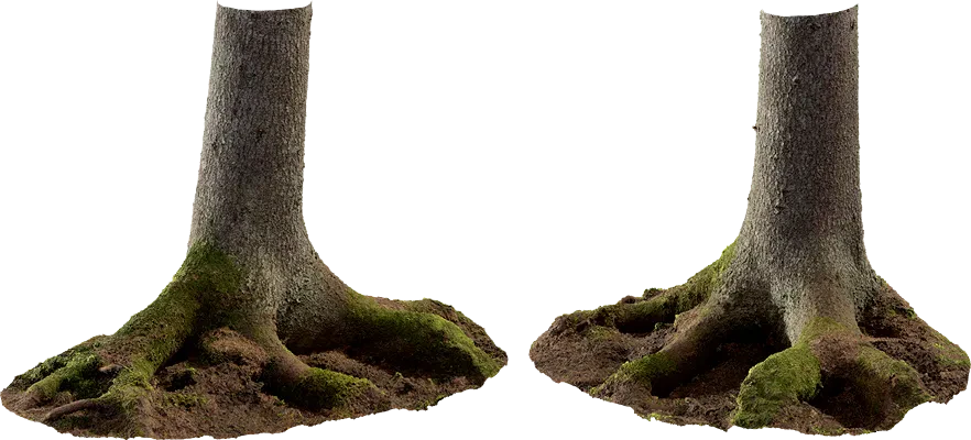 spruce tree trunk 003 — Скачать