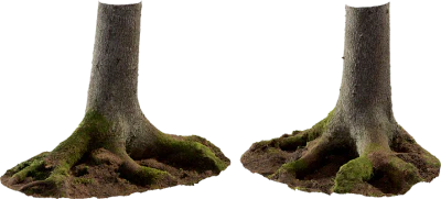spruce tree trunk 003 — Скачать