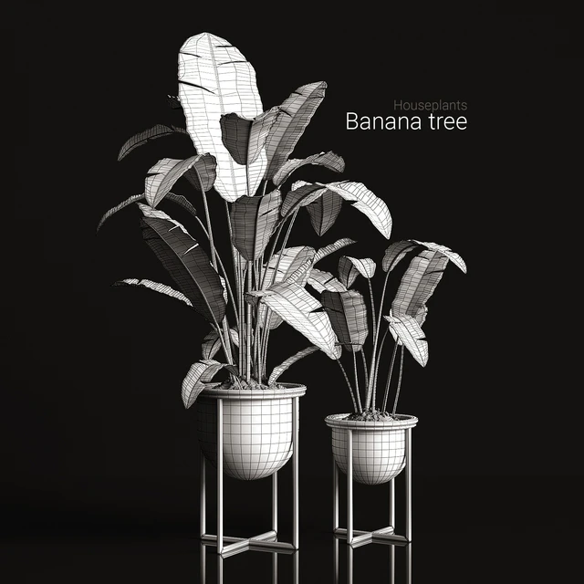 Houseplants banana tree — Descargar
