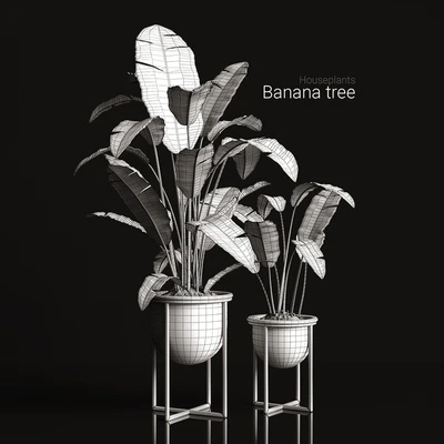 Houseplants banana tree — Ver 2