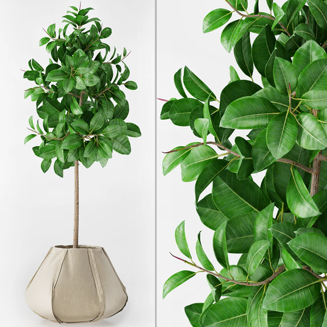 Ficus Elastica — Скачать