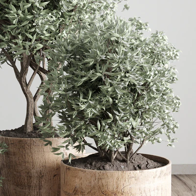 collection Indoor plant 42-wood vase — Вид 2