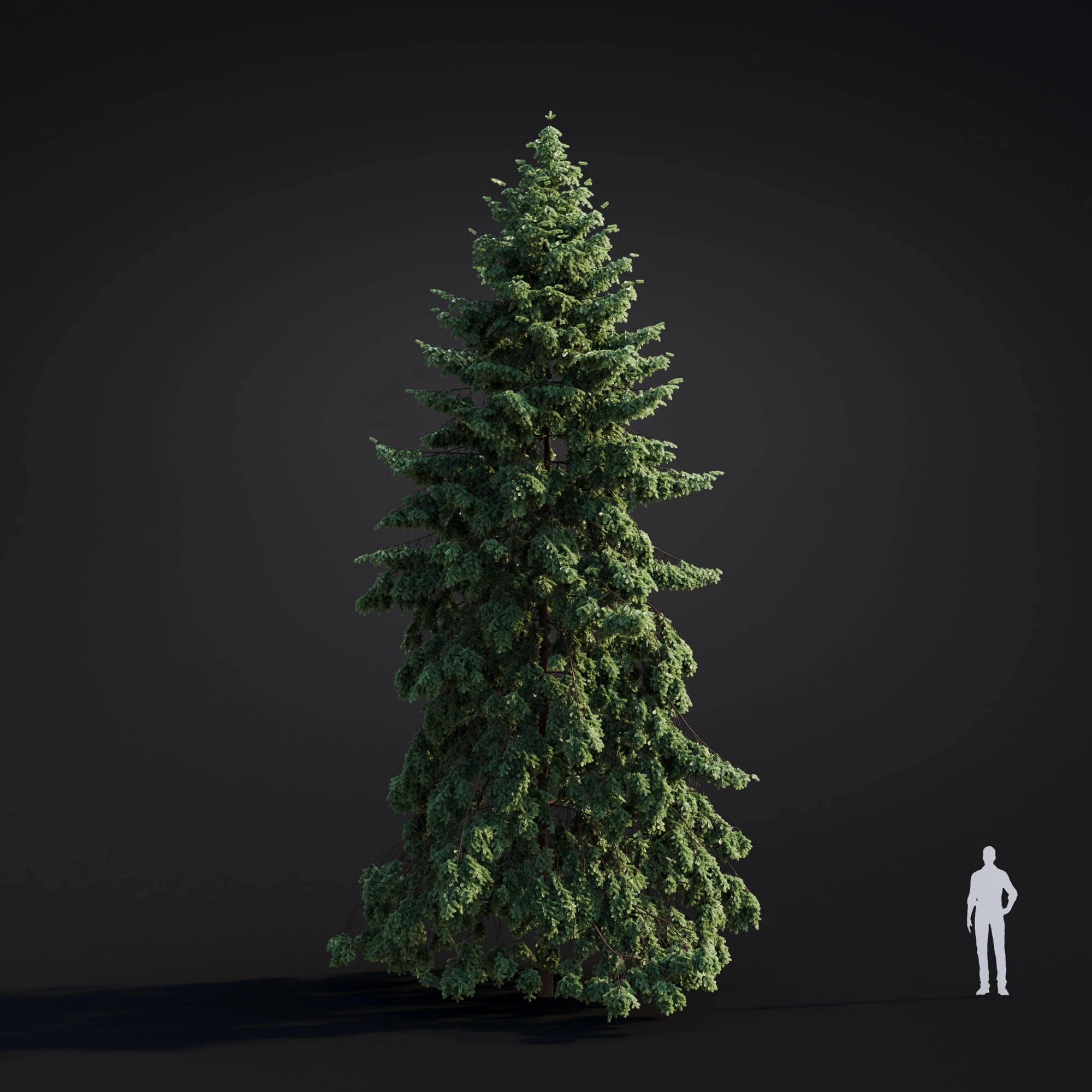 034 abies grandis — Скачать