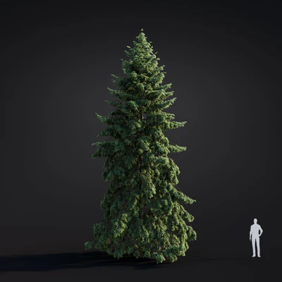 034 abies grandis — Скачать