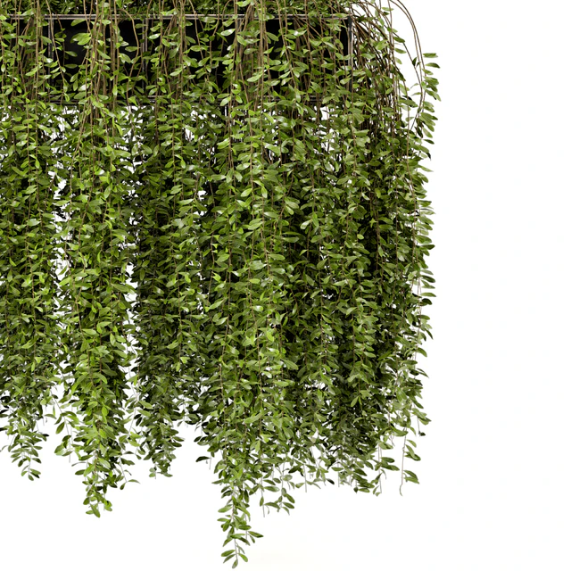 Indoor Hanging Plants in Metal Box - Set 192 — Descargar