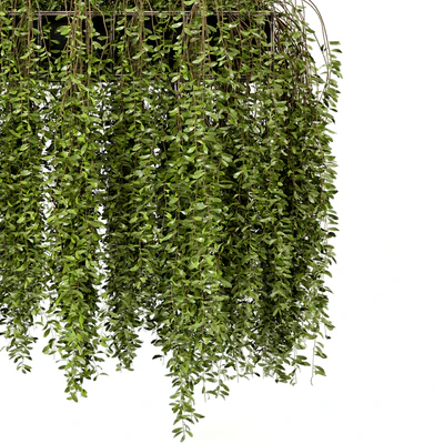 Indoor Hanging Plants in Metal Box - Set 192 — Ver 2