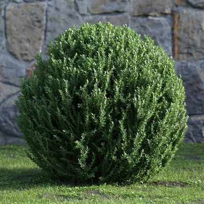plants and bushes 028 — Descargar