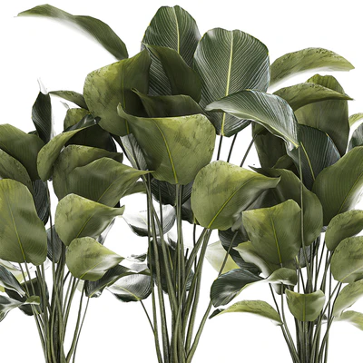 Экзотический куст Калатея лютея в горшке, Стрелиция. Набор растений 1309 — Вид 2