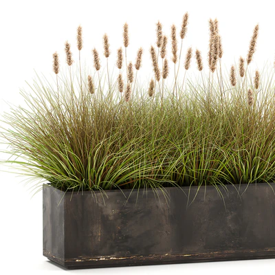 Outdoor metal pot in the bushes Pampas grass, flowerpot, flowerbed, reed. 905. — Ver 2
