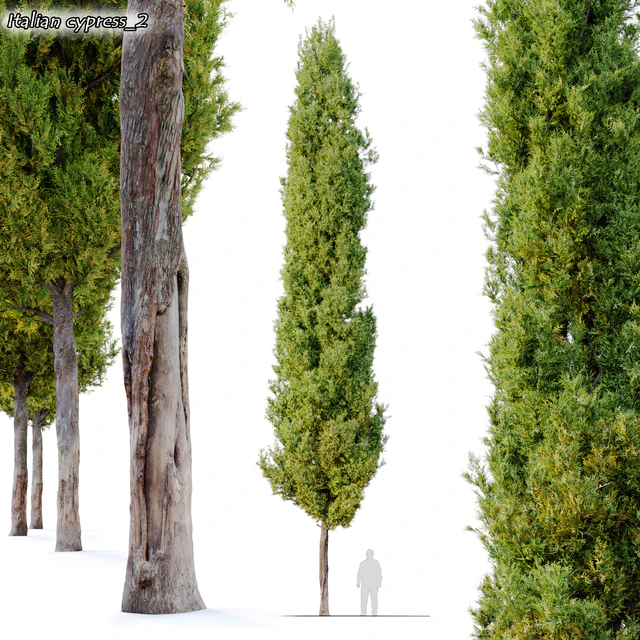 italian cypress 2 — Скачать