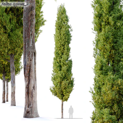 italian cypress 2 — Вид 1
