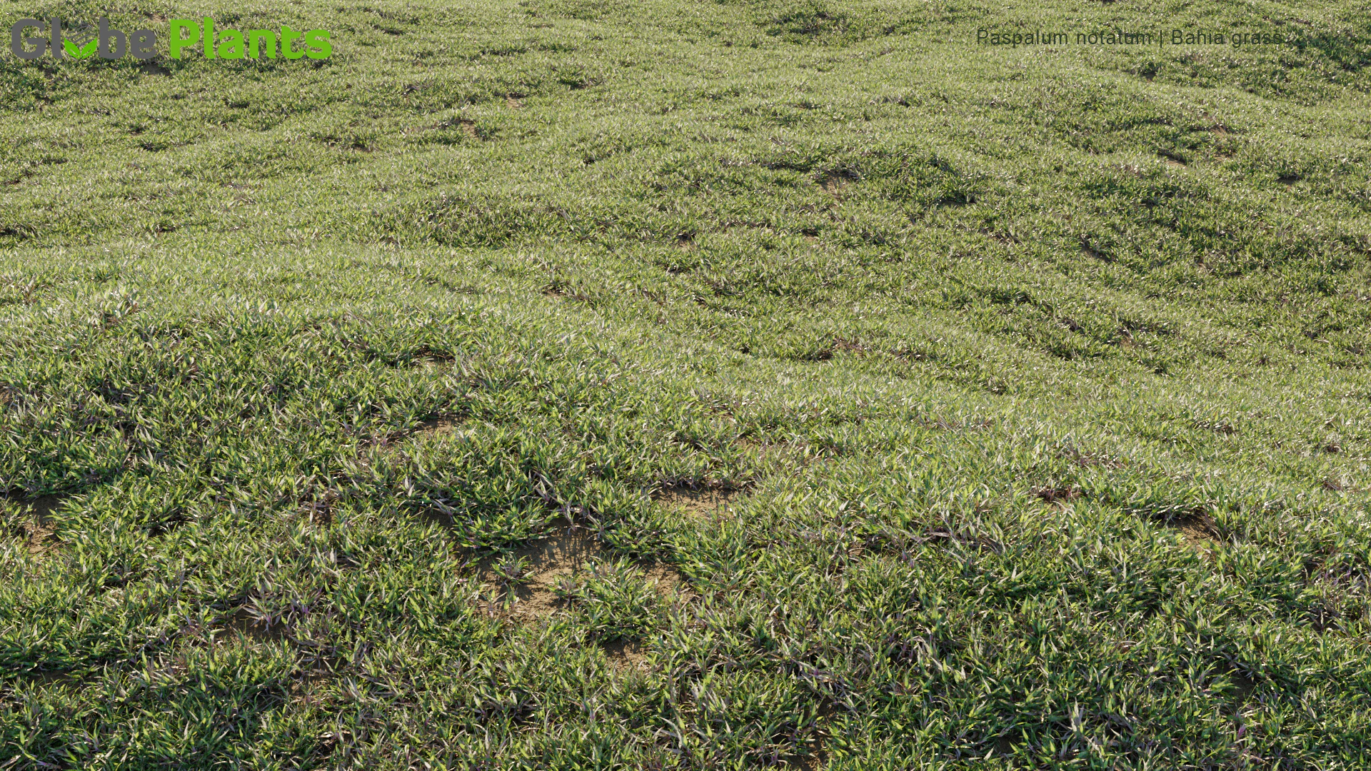 paspalum notatum — Скачать