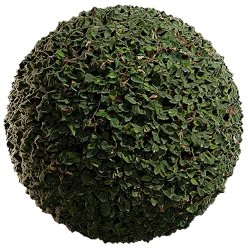 creeping fig 011 — Descargar