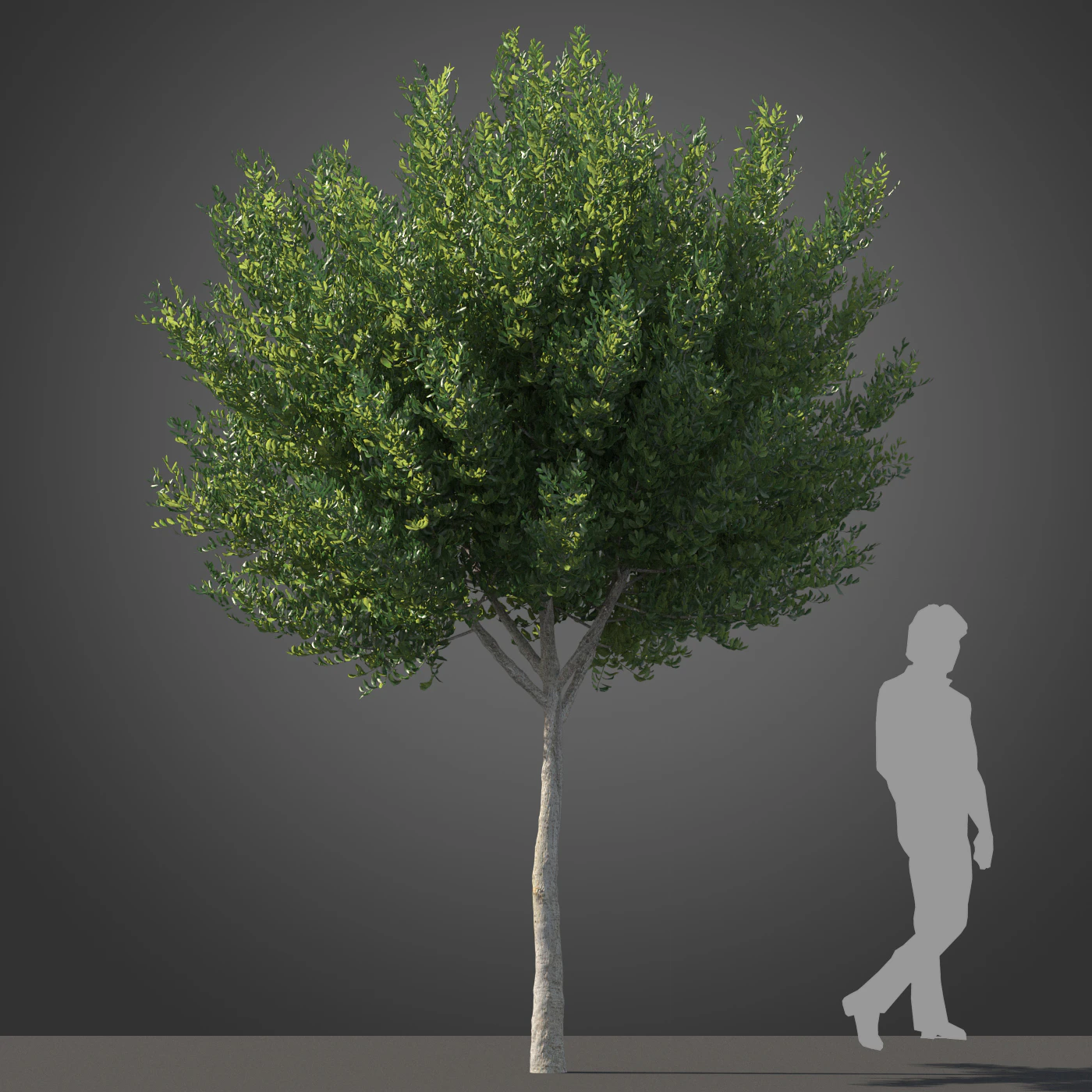subtropical trees 030 — Descargar