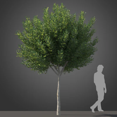 subtropical trees 030 — Descargar