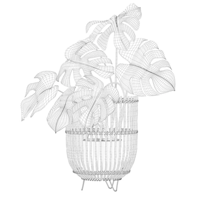 Plants collection 054 - Monstera 04 — Вид 2