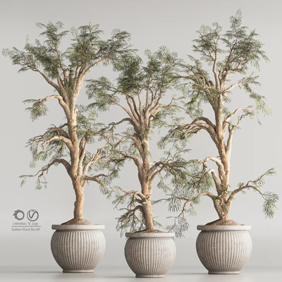 Indoor Plant Set 69 — Вид 1