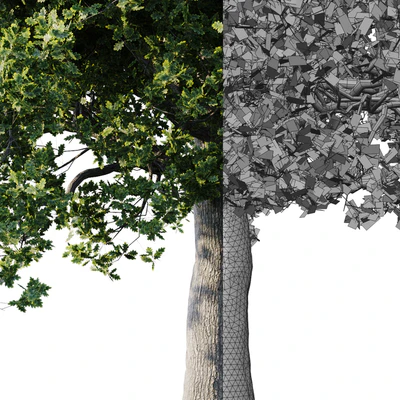 Oak 26m — Ver 3