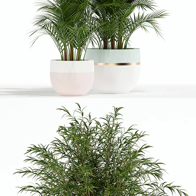 Plants collection 136 — Вид 2