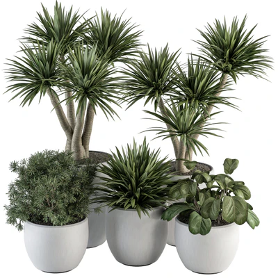 indoor Plant Set 313 - Yuka Tree and Plant Set in White pot — Ver 1