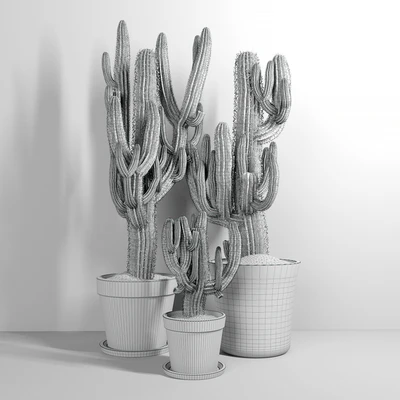 Set of Three Cactuses Carnegiea — Вид 2