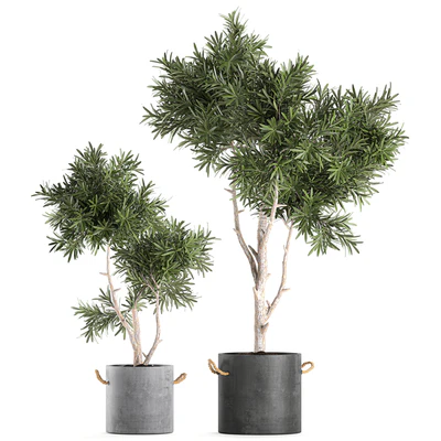 Decorative small tree in a black concrete pot, topiary. Set 741. — Ver 1