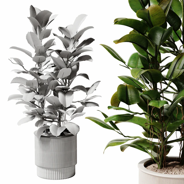 Indoor Plant 28 - Potted Ficus — Download