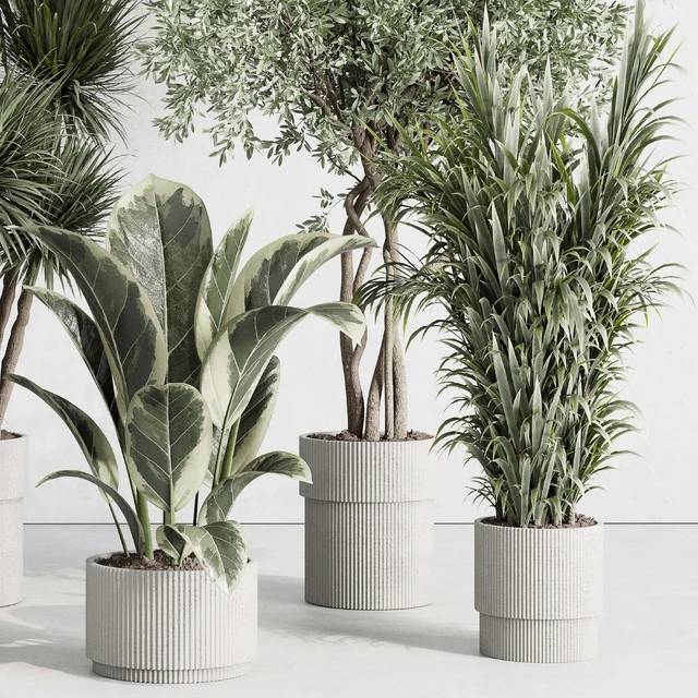 indoor plant set 414 plant ficus elastica tree palm bush concrete vase — Скачать